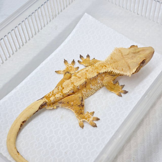 노멀 트라이 텐저린 옐로우