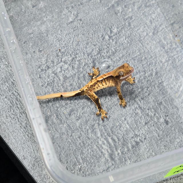 바브