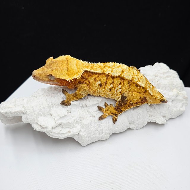 노멀 트라이 텐저린 옐로우