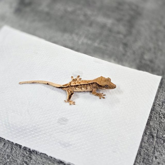 바브