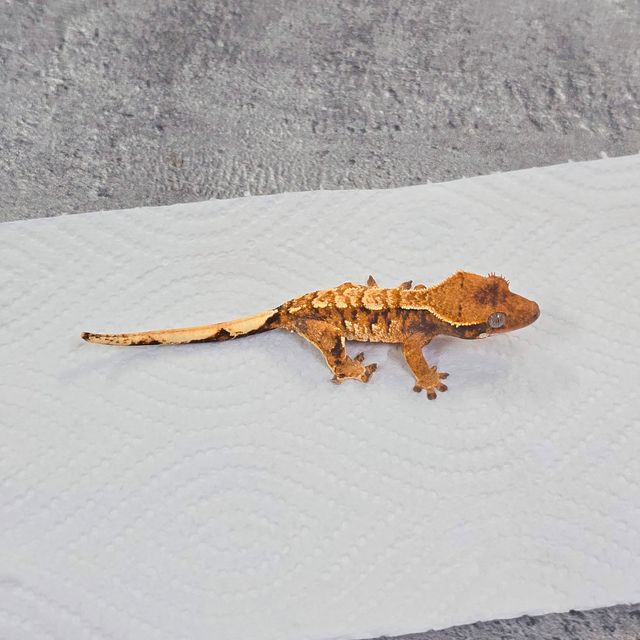 트라이 바브