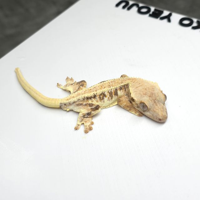 릴리화이트 트라이