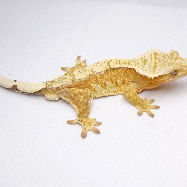 노멀 쿼드 크림시클 크림 옐로우