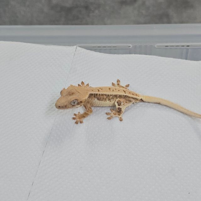 릴리화이트 트라이