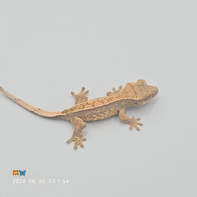 노멀 쿼드