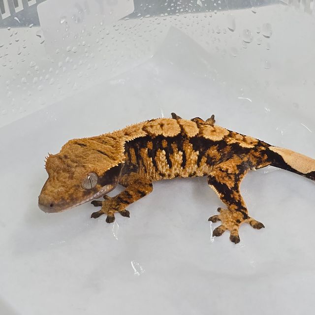 트라이 텐저린 바브