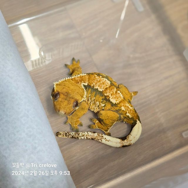 바브