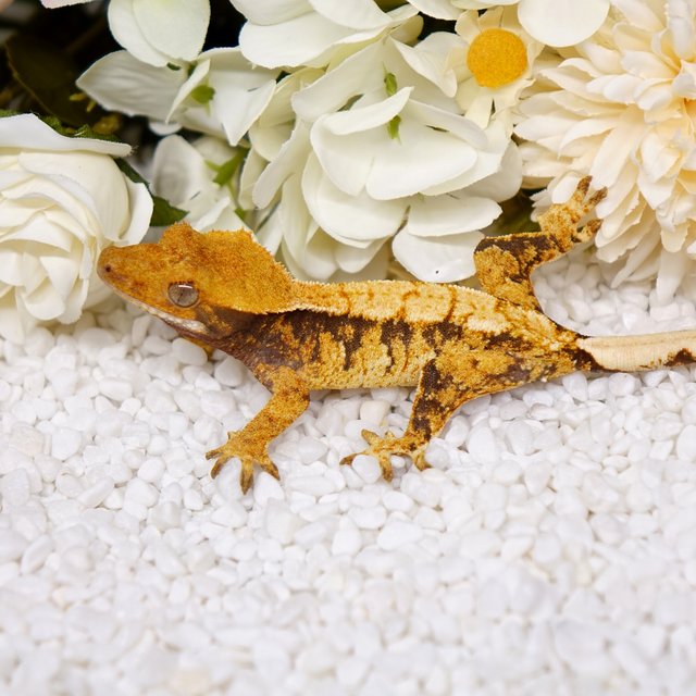 노멀 트라이 텐저린