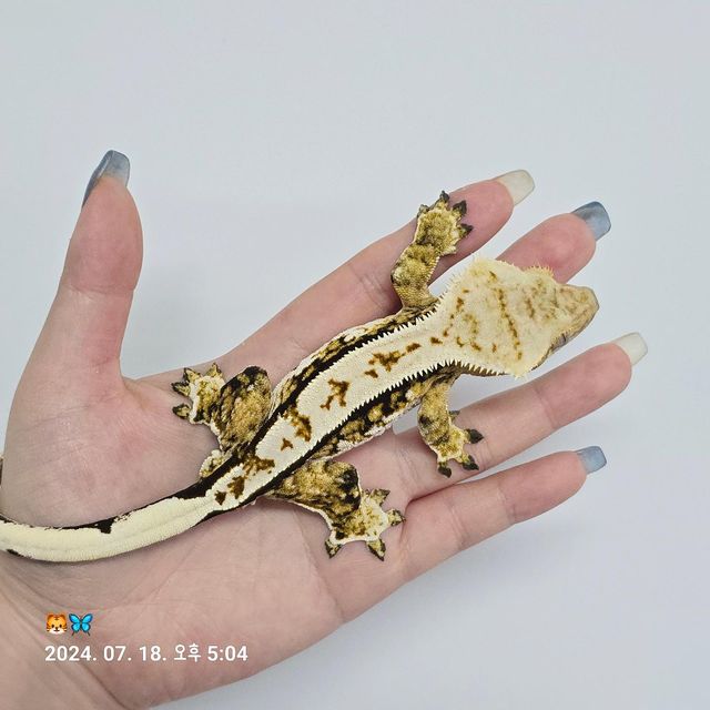 트라이 핀스트라이프