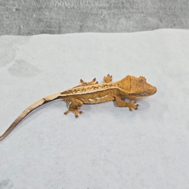 노멀 크림 크림시클