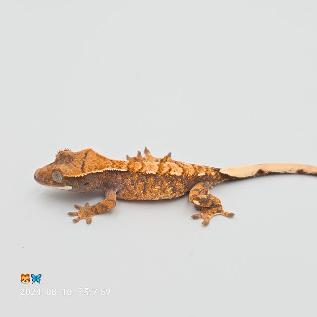 트라이 텐저린 바브