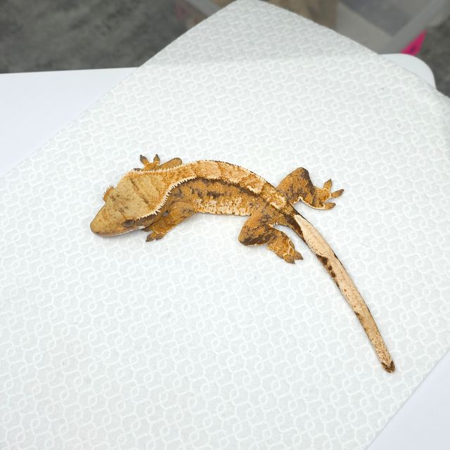 트라이 바브