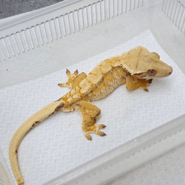 노멀 트라이 텐저린 옐로우