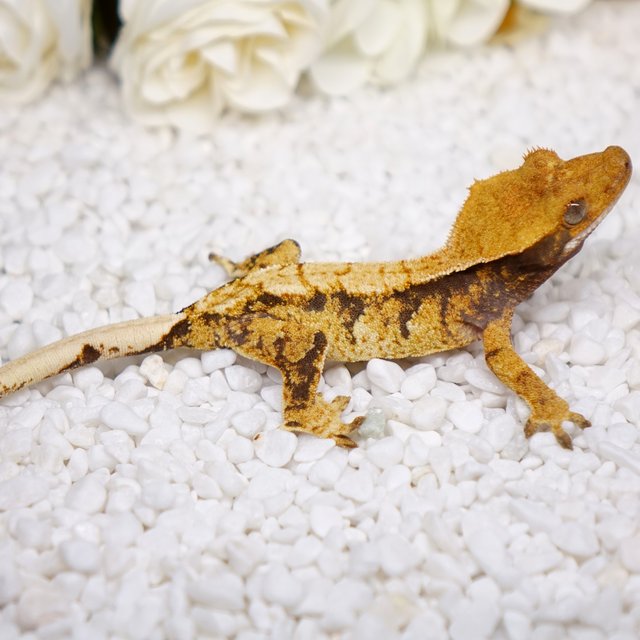 노멀 트라이 텐저린