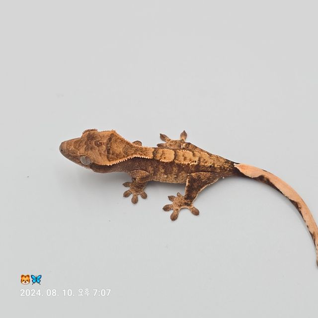 노멀 트라이