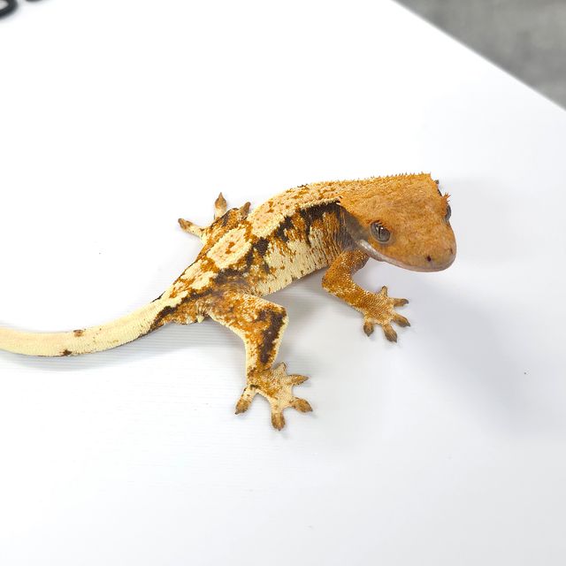 트라이 텐저린 바브