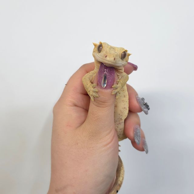 노멀 크림시클 옐로우 달마시안