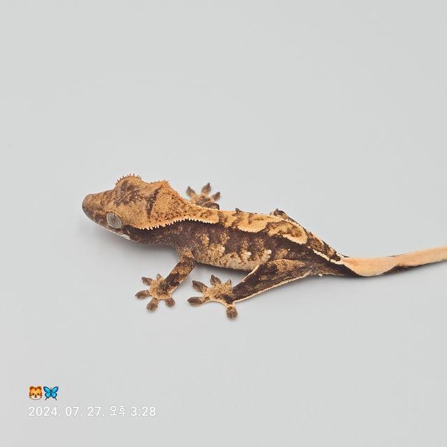노멀 트라이 화이트스팟