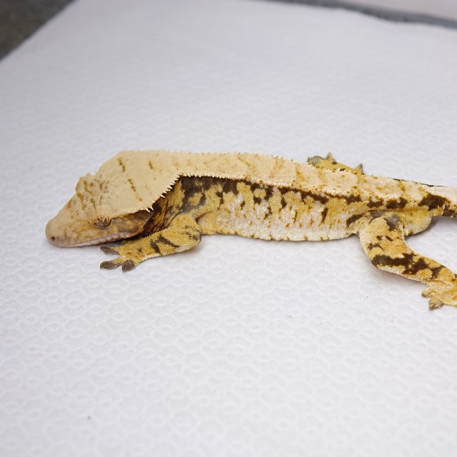 노멀 트라이 옐로우 텐저린