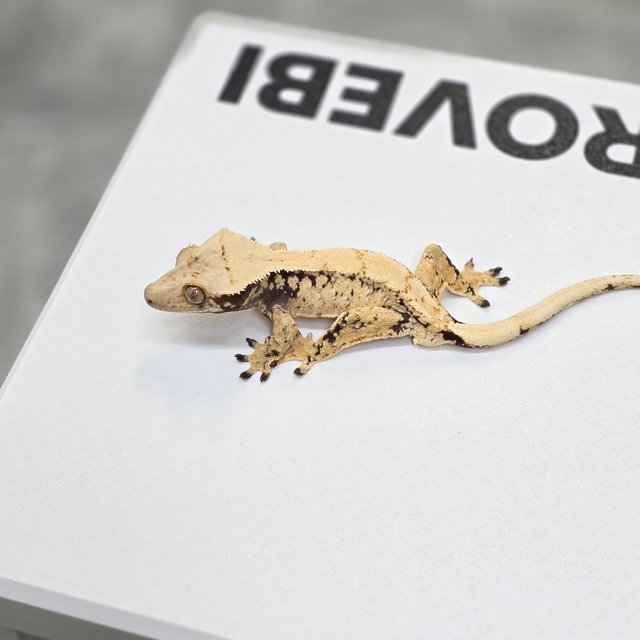 노멀 트라이 드리피