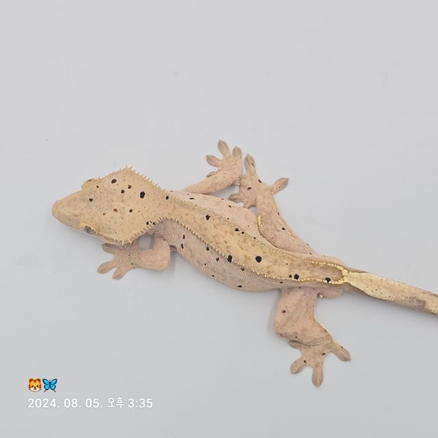 달마시안