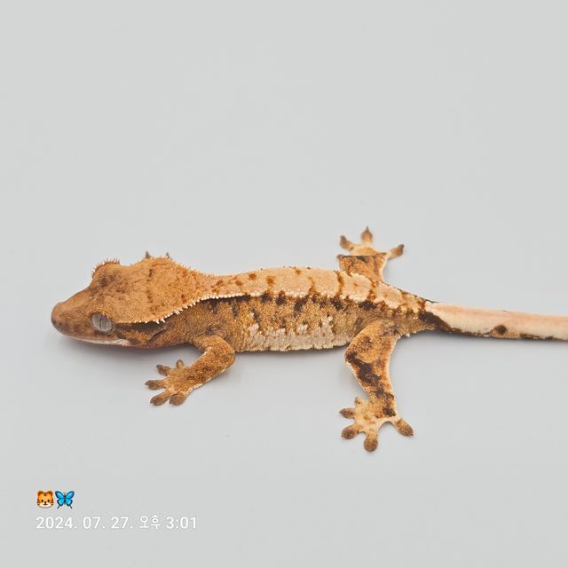 Normal Tri Barb