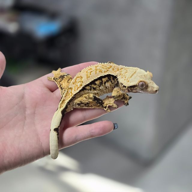 노멀 트라이