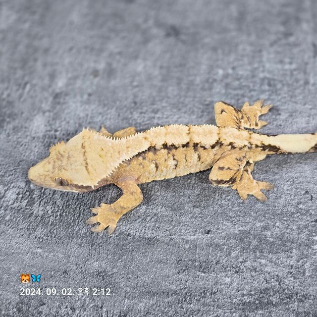 트라이 바브