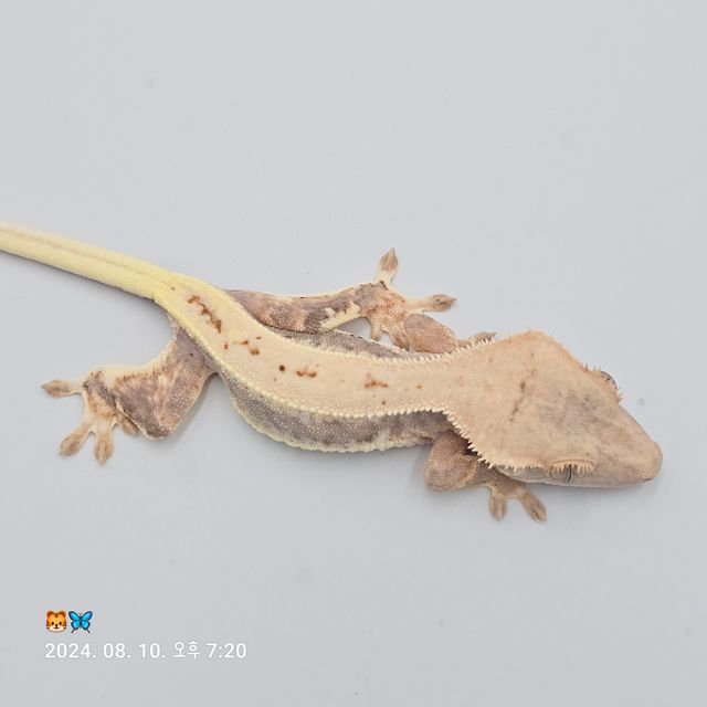 릴리화이트
