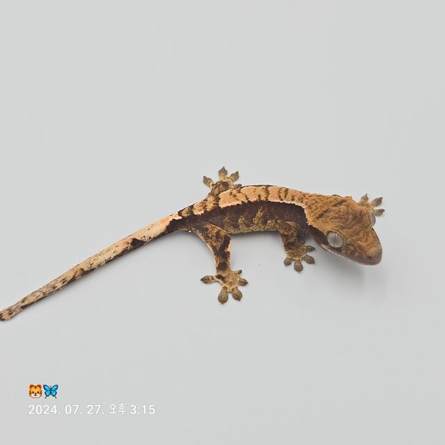 노멀