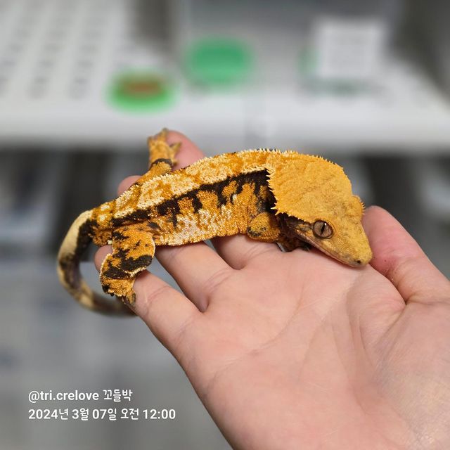 트라이 바브