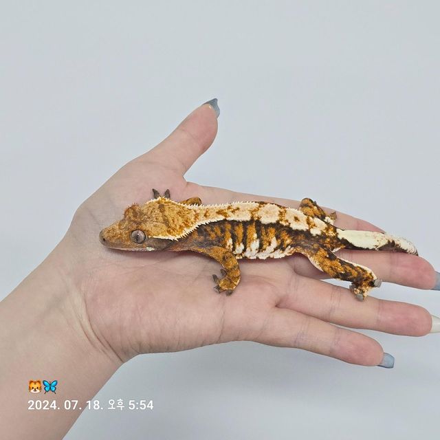 트라이 바브