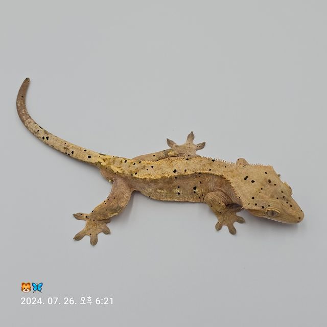 팬텀 달마시안