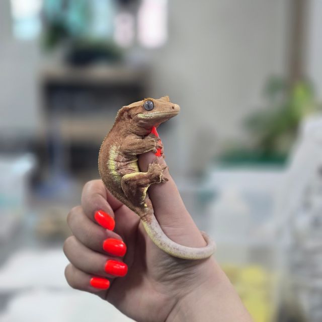레드