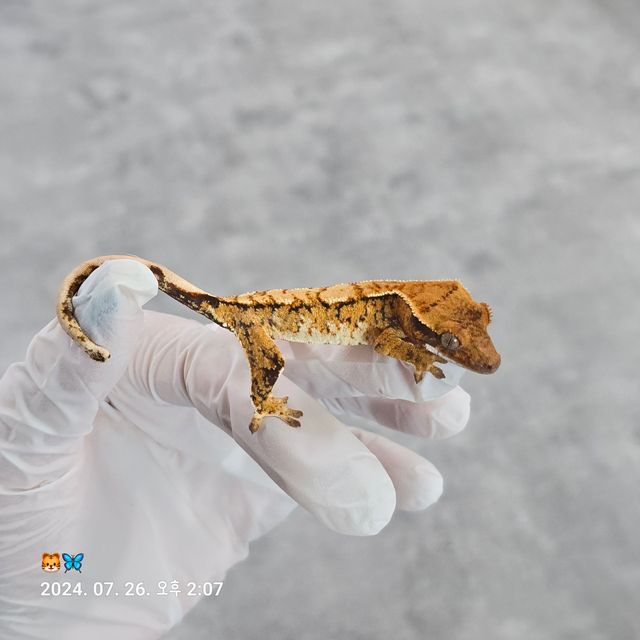 트라이 바브 텐저린