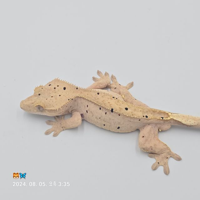 달마시안