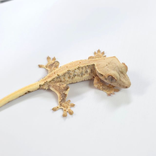 릴리화이트 트라이