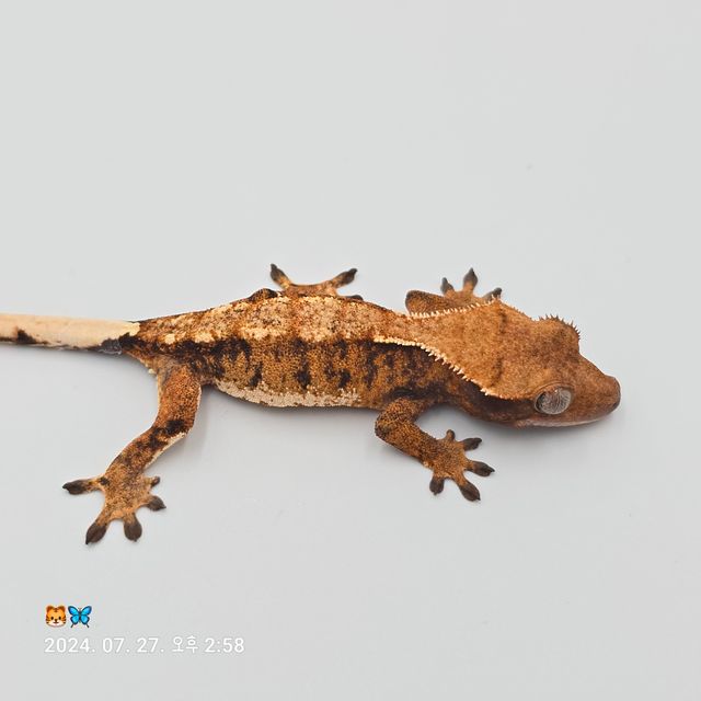 트라이 바브