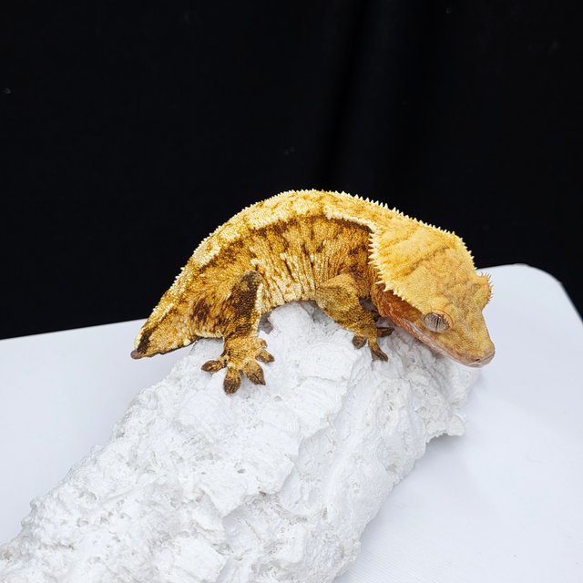 노멀 트라이 텐저린 옐로우