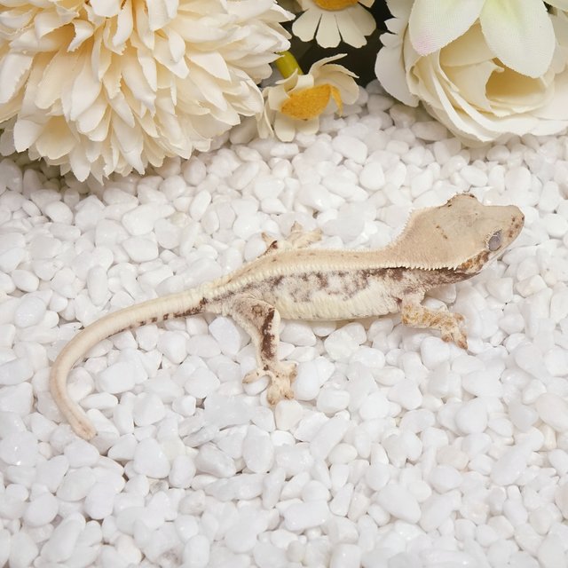 릴리화이트 화이트