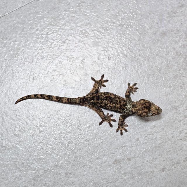 화이트카라