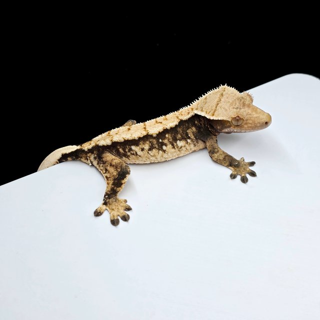 노멀 트라이 화이트스팟 다크