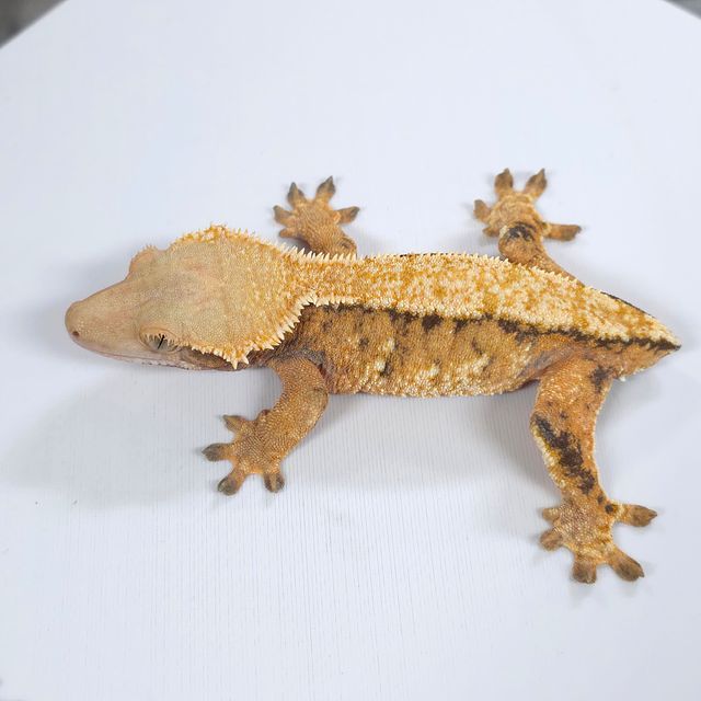 트라이 텐저린 바브