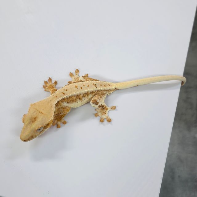 릴리화이트 트라이 크림