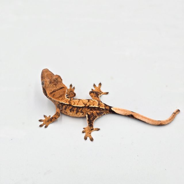 트라이 바브