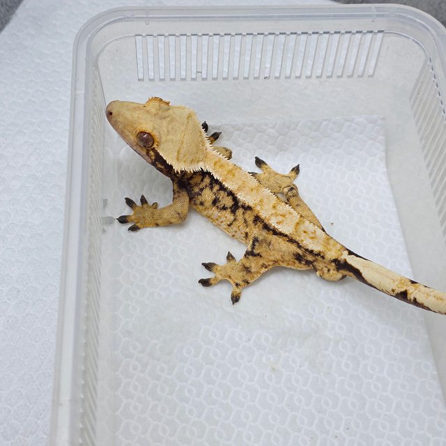 노멀 트라이 텐저린