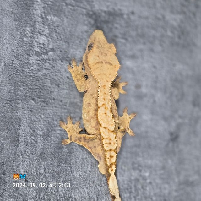 노멀 옐로우 크림