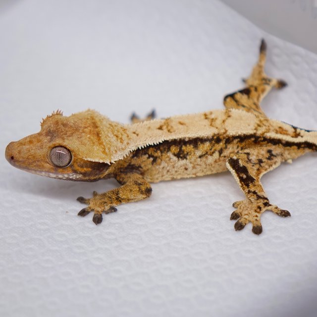 노멀 트라이 드리피