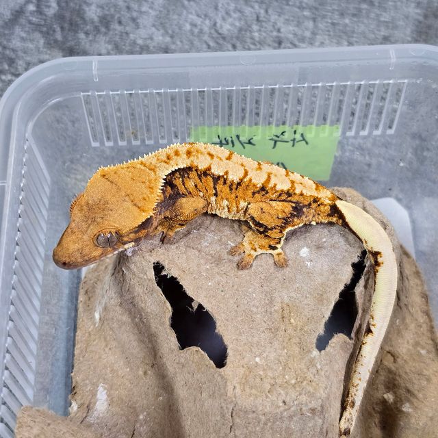 바브