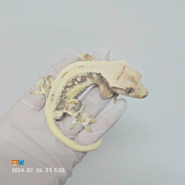 릴리화이트